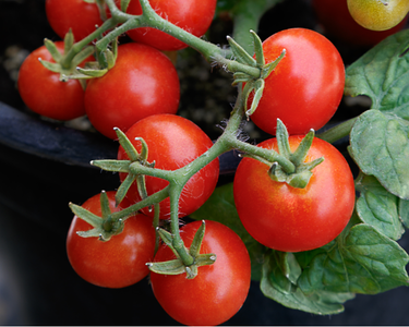 Red Robin Tomato Seeds